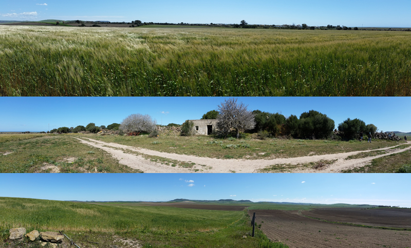 Polistes study site near Conil de la Frontera  Fraser Simpson